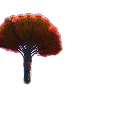 tree, umbrella, crown, flower transparent PNG cut-out