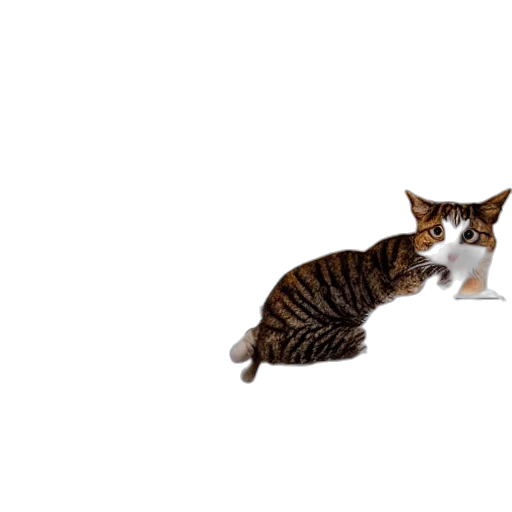 animal, creature, staff, food transparent PNG cut-out
