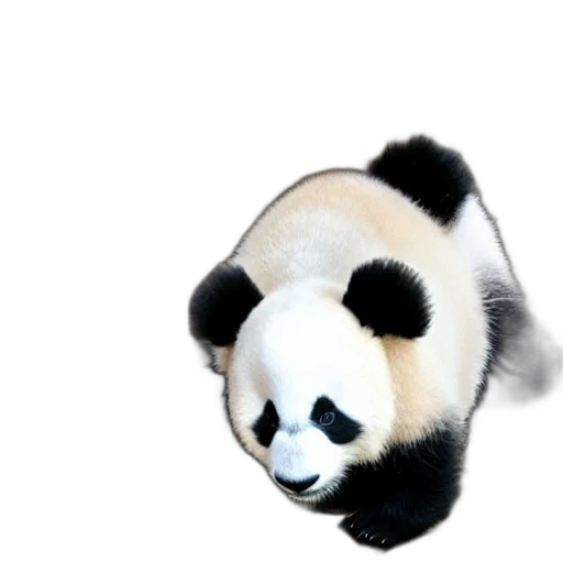 animal, creature, staff, food transparent PNG cut-out