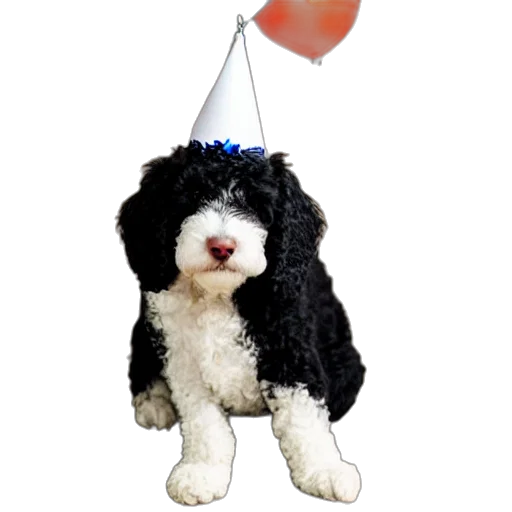 staff, hat, black, bernadoodle, white, chest, wearing, birthday transparent PNG cut-out