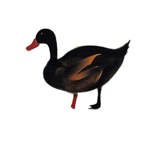 animal, jewelry, creature, crown transparent PNG cut-out