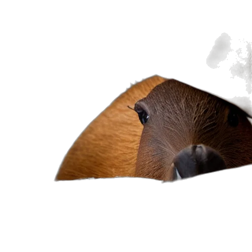 hat, animal, mask, food transparent PNG cut-out