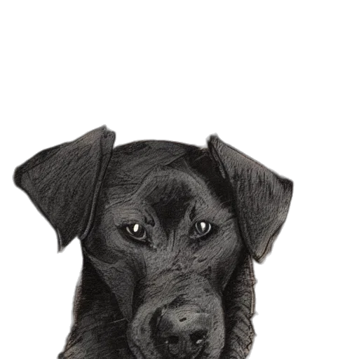 animal, staff, face, creature transparent PNG cut-out