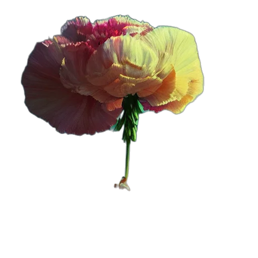 flower, umbrella, crown, hat transparent PNG cut-out