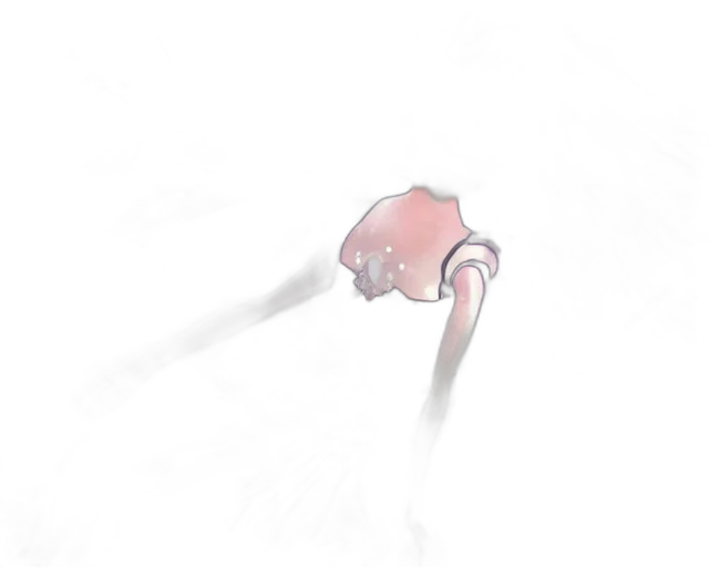 umbrella, flower, weapon, staff transparent PNG cut-out