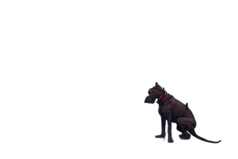animal, creature, staff, umbrella transparent PNG cut-out