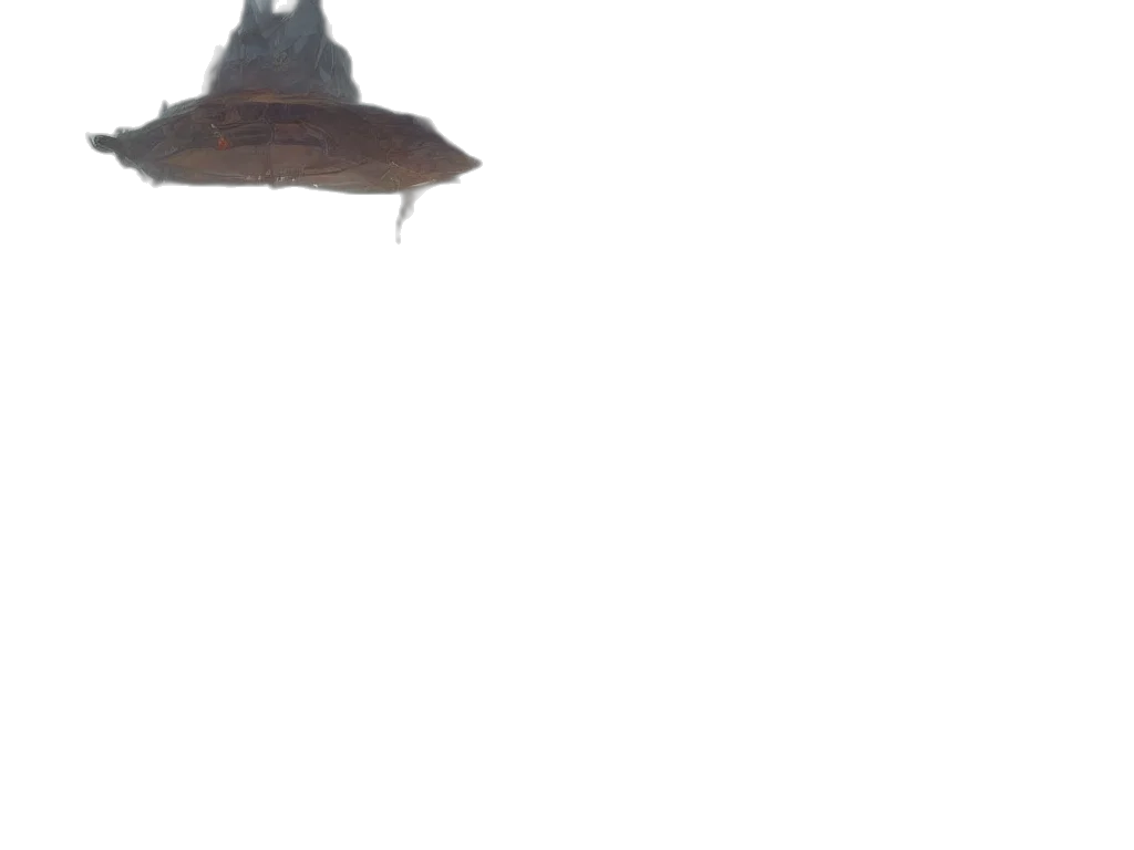 hat, creature, animal, umbrella transparent PNG cut-out