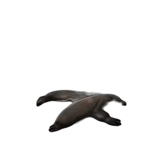 animal, creature, shoes, hair transparent PNG cut-out