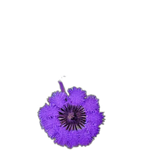 flower, jewelry, crown, staff transparent PNG cut-out