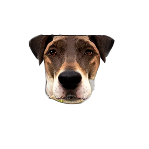 animal, face, staff, hat transparent PNG cut-out