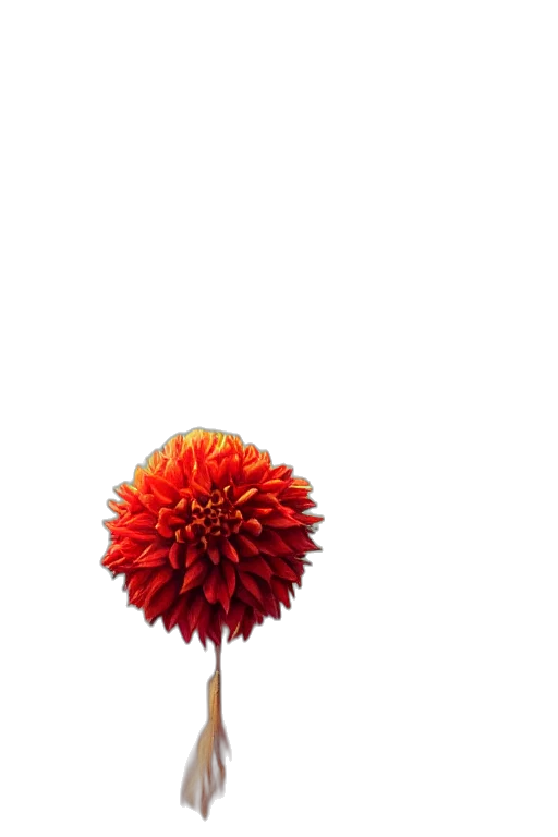 flower, umbrella, hair, staff, 3d render, photorealistic, concept art, watercolor transparent PNG cut-out