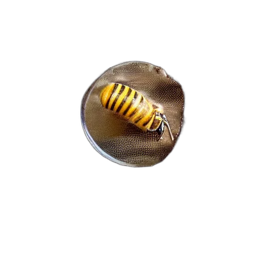 jewelry, animal, creature, hat, 3d render, photorealistic, honey, comb transparent PNG cut-out