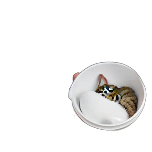 food, animal, jewelry, hat, 3d render, photorealistic, concept art, pixel art transparent PNG cut-out