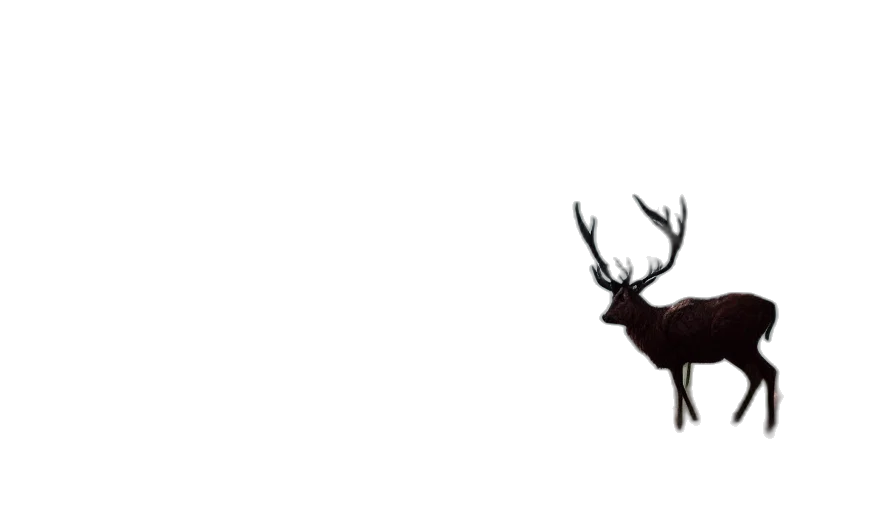 animal, creature, crown, hair transparent PNG cut-out