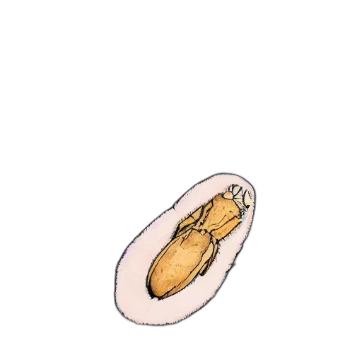 shoes, food, jewelry, hat, concept art, pixel art, photorealistic, watercolor transparent PNG cut-out