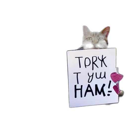 hat, animal, tabby, cat transparent PNG cut-out