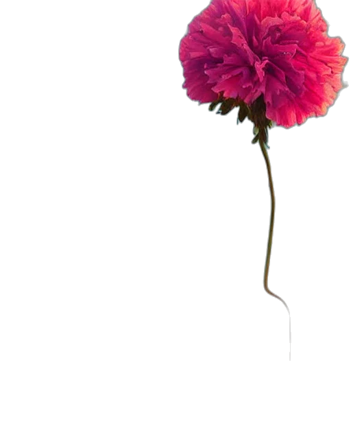 flower, umbrella, crown, hair transparent PNG cut-out
