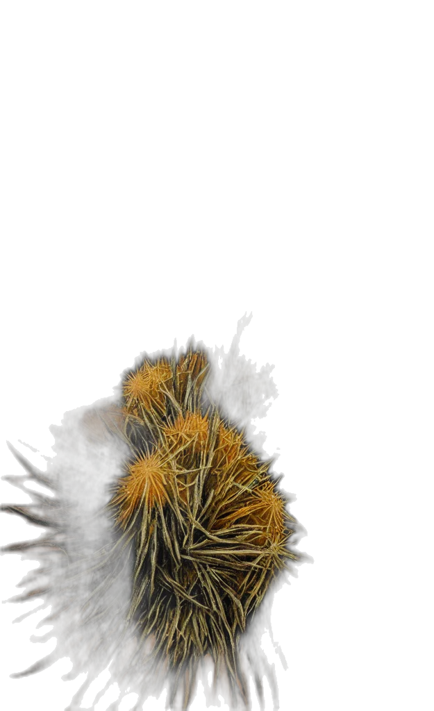 hair, hat, animal, creature transparent PNG cut-out
