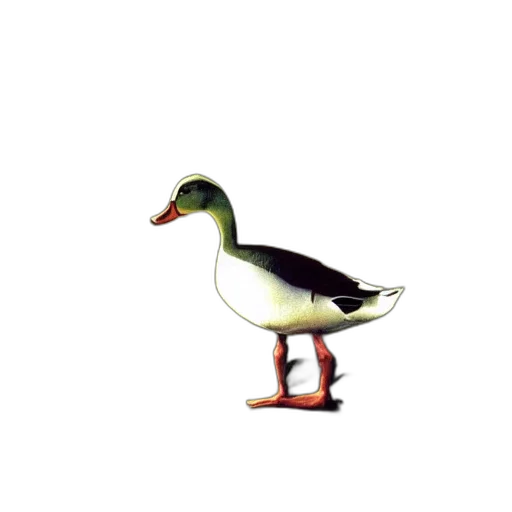 animal, creature, staff, shoes transparent PNG cut-out