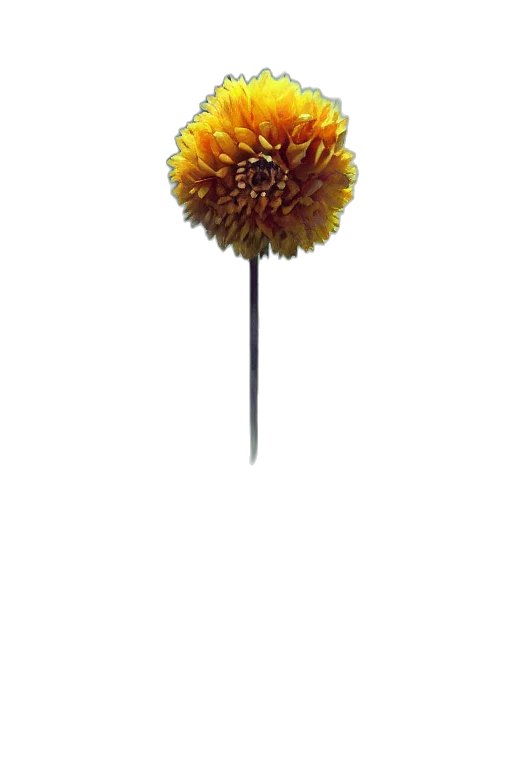 flower, staff, umbrella, crown, photorealistic, 3d render, concept art, closeup transparent PNG cut-out