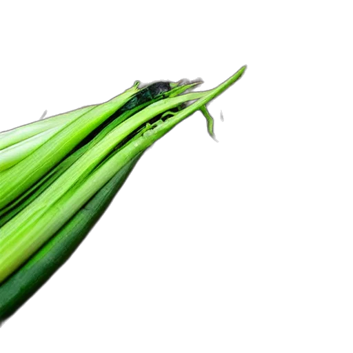 food, weapon, flower, hair, photorealistic, 3d render, green, leaky transparent PNG cut-out