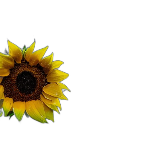 flower, crown, jewelry, umbrella, 3d render, photorealistic, pixel art, earth tones transparent PNG cut-out