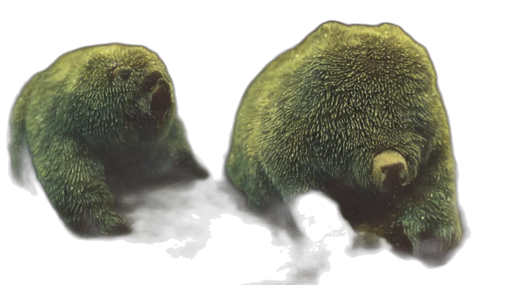 creature, animal, face, hair transparent PNG cut-out