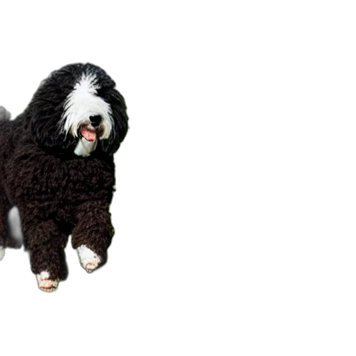 animal, creature, jacket, staff, 3d render, photorealistic, sheepadoodle, pulling transparent PNG cut-out
