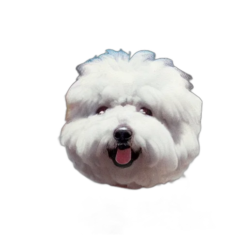 animal, creature, hat, staff transparent PNG cut-out