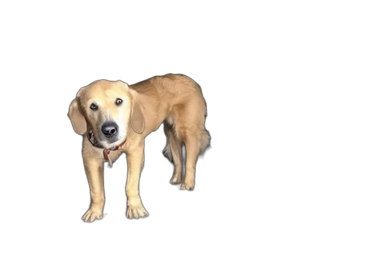 animal, creature, staff, weapon, 3d render, photorealistic, pixel art, concept art transparent PNG cut-out
