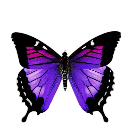 animal, jewelry, creature, crown transparent PNG cut-out