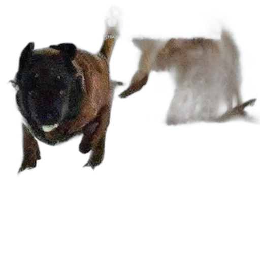 animal, creature, dragon, staff, photorealistic, concept art, 3d render, funny transparent PNG cut-out