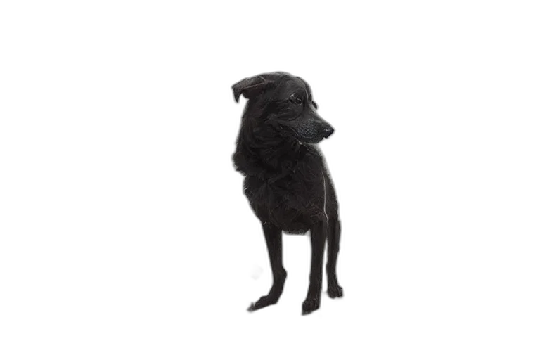 animal, staff, creature, face transparent PNG cut-out