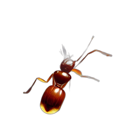 animal, creature, staff, furniture transparent PNG cut-out