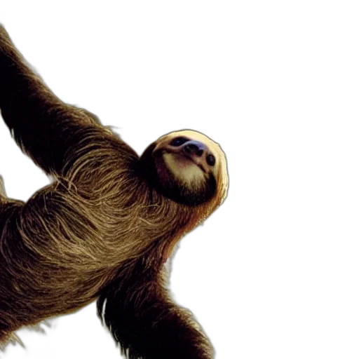 animal, creature, hair, photorealistic, 3d render, portrait, sloth, neo transparent PNG cut-out