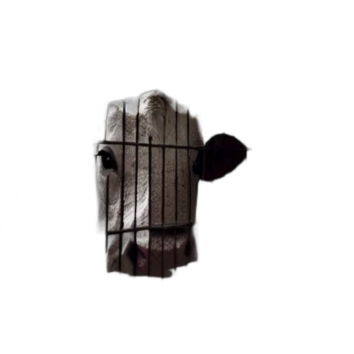 mask, hat, face, animal, 3d render, pixel art, concept art, photorealistic transparent PNG cut-out