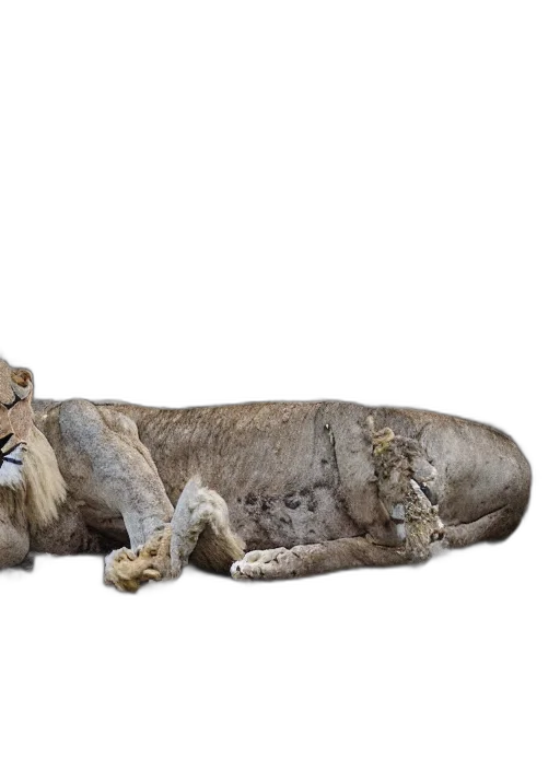 animal, crown, creature, staff, concept art, photorealistic, 3d render, destructive transparent PNG cut-out