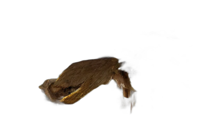 animal, creature, hair, dragon transparent PNG cut-out