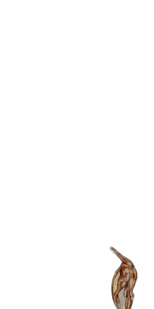 staff, face, monochrome, pastel transparent PNG cut-out