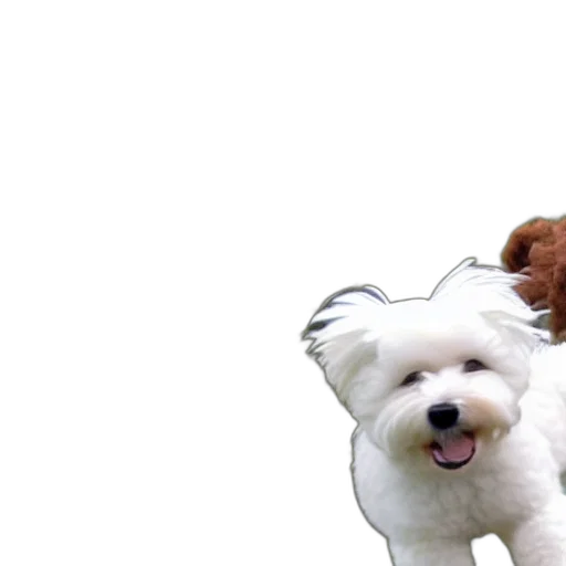 animal, 3d render, photorealistic, bichon, frise, plays, fetch, cute transparent PNG cut-out