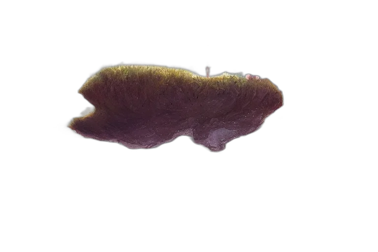 hair, hat, animal, creature, photorealistic, watercolor, 3d render, concept art transparent PNG cut-out