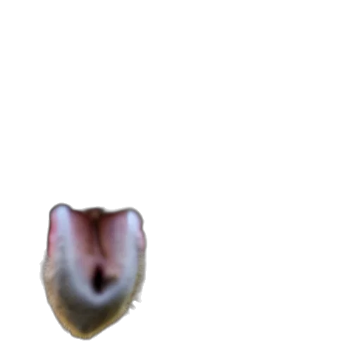 face, creature, animal, mask transparent PNG cut-out