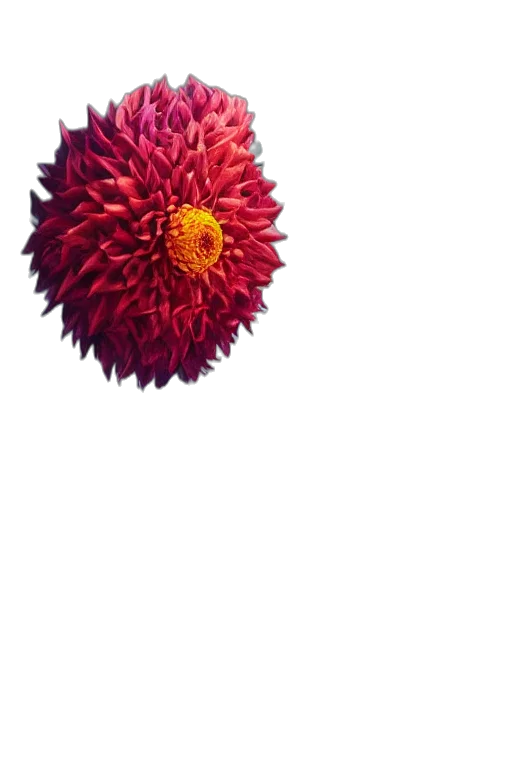 flower, crown, umbrella, staff, photorealistic, 3d render, oil painting, watercolor transparent PNG cut-out