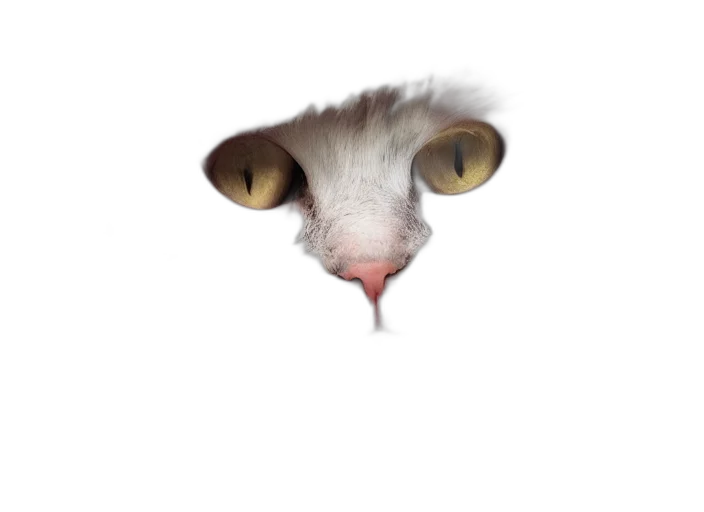 animal, creature, face, dragon transparent PNG cut-out