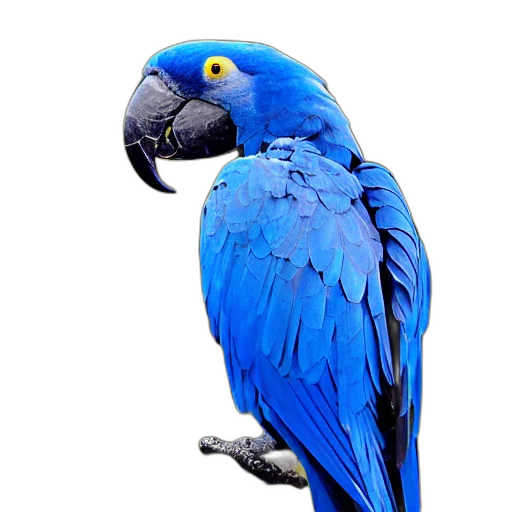 animal, jewelry, staff, creature transparent PNG cut-out