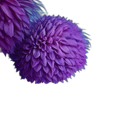 flower, umbrella, hair, crown transparent PNG cut-out