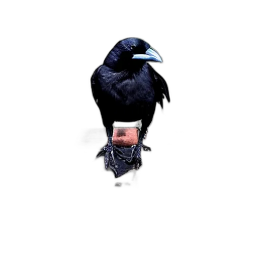 animal, staff, creature, mask transparent PNG cut-out