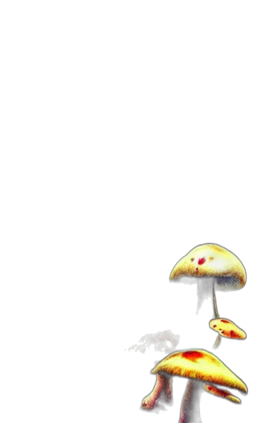 umbrella, hat, food, crown transparent PNG cut-out