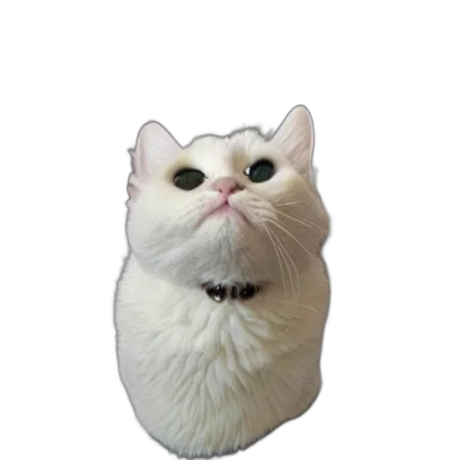 animal, staff, creature, face transparent PNG cut-out