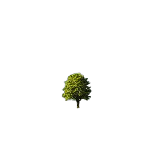 tree, animal, crown, hair transparent PNG cut-out